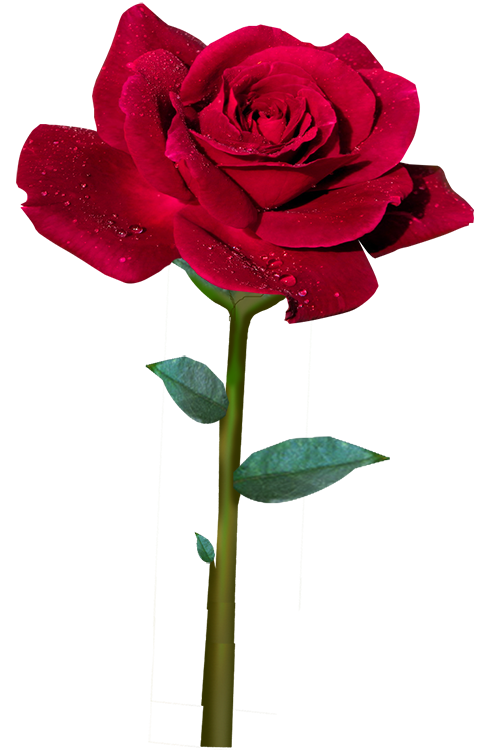 Detail Roja Flower Nomer 20