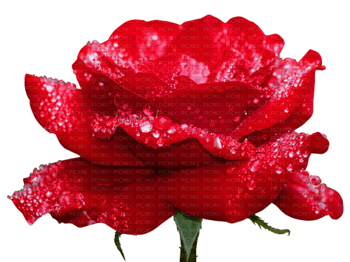 Detail Roja Flower Nomer 24