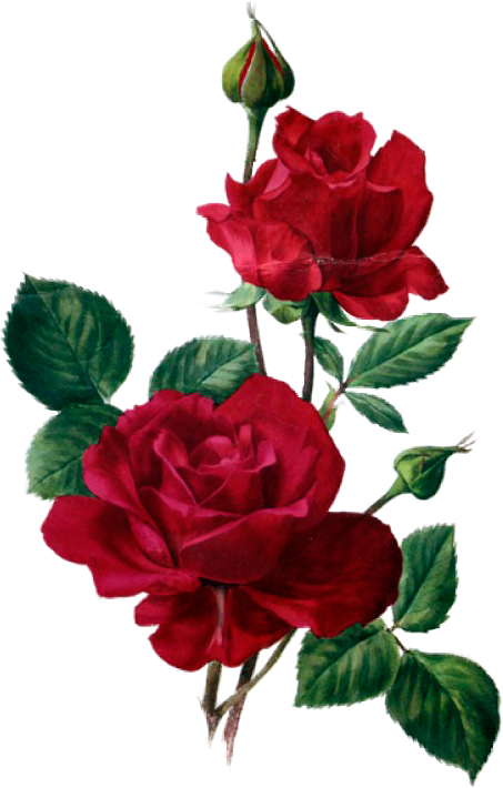 Detail Roja Flower Nomer 27