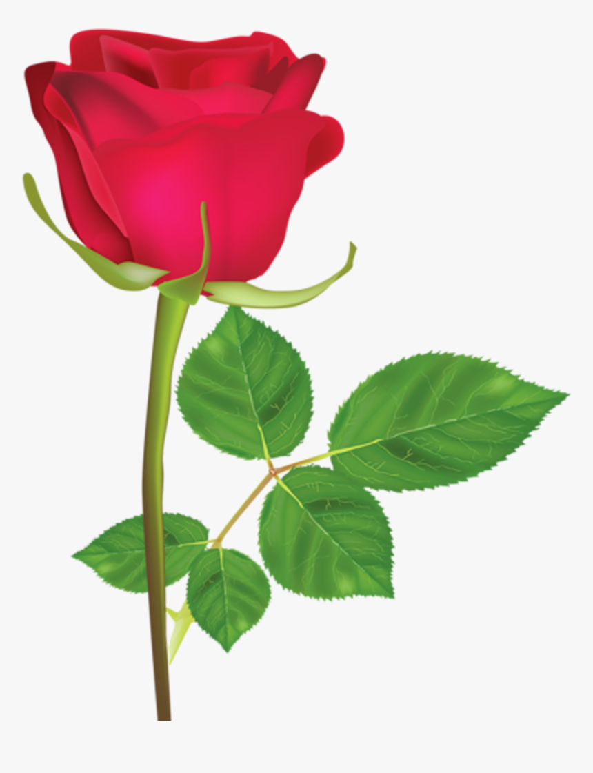 Detail Roja Flower Nomer 7