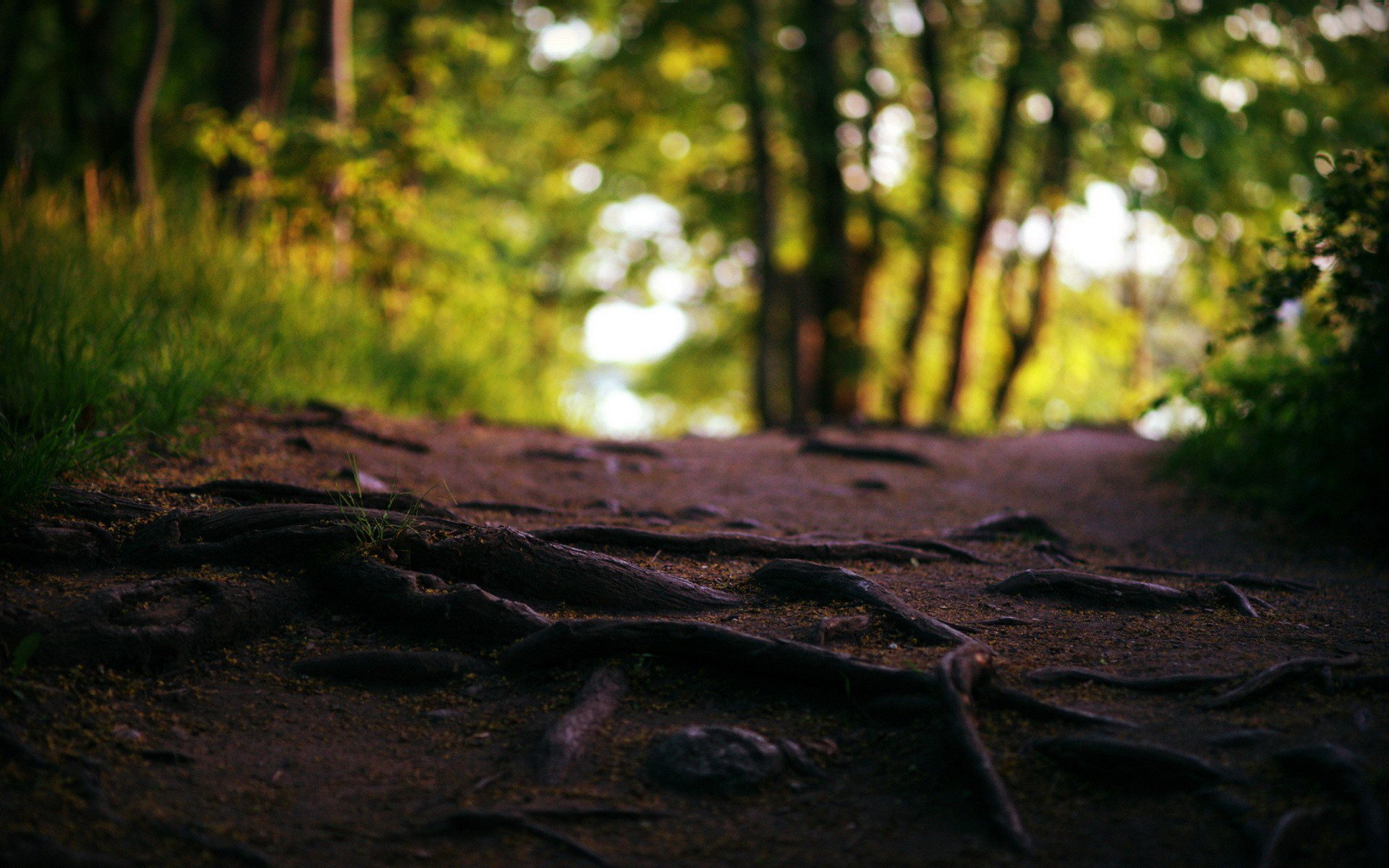 Detail Root Wallpaper Nomer 9