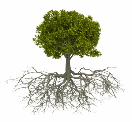 Detail Root Wallpaper Nomer 16