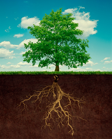 Detail Root Wallpaper Nomer 20