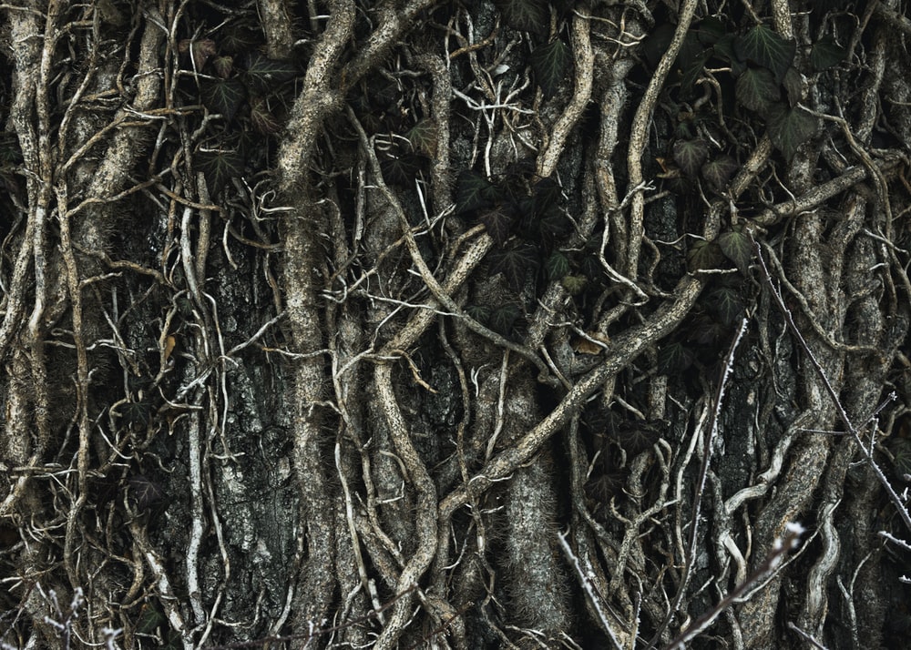 Detail Root Wallpaper Nomer 23