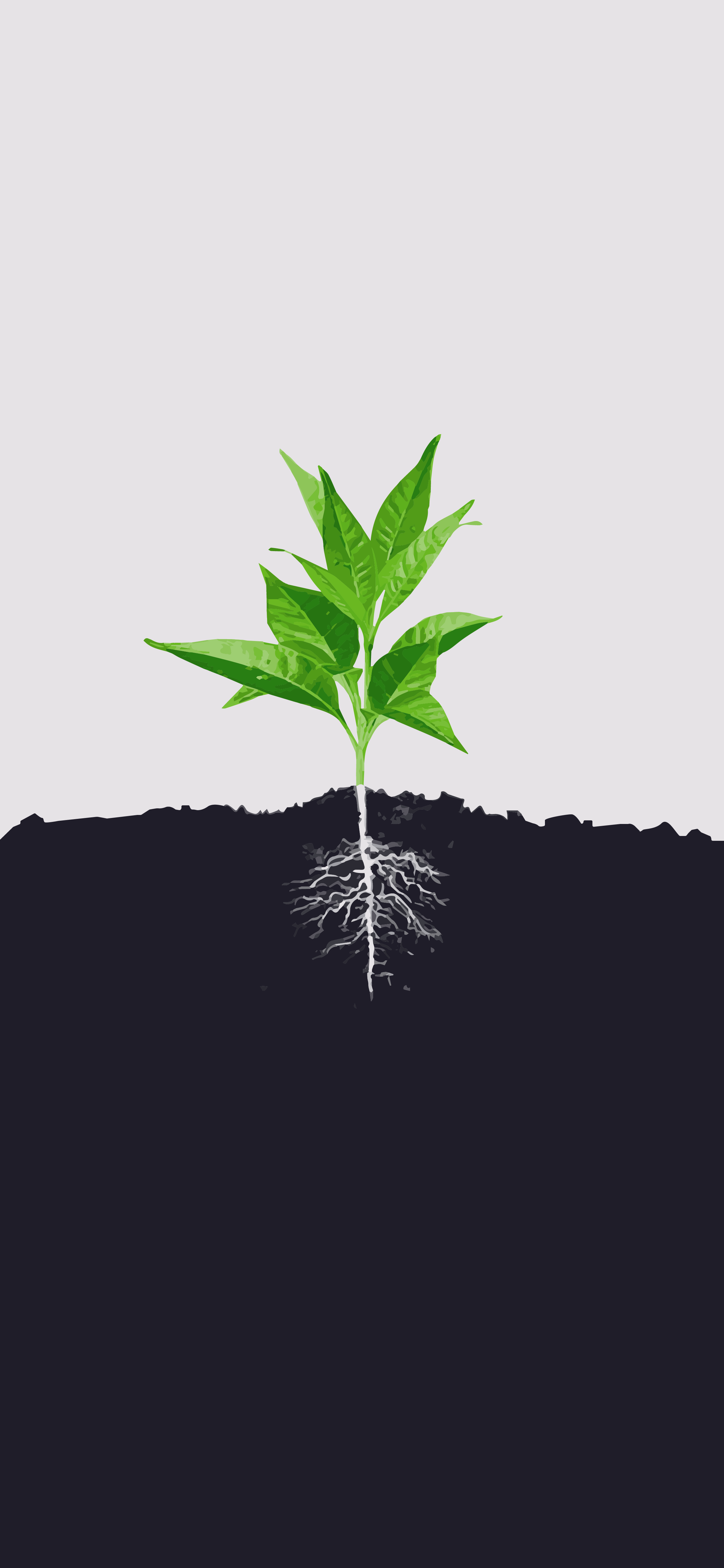 Detail Root Wallpaper Nomer 25