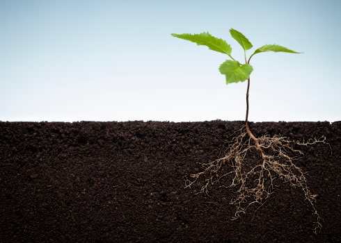Detail Root Wallpaper Nomer 27