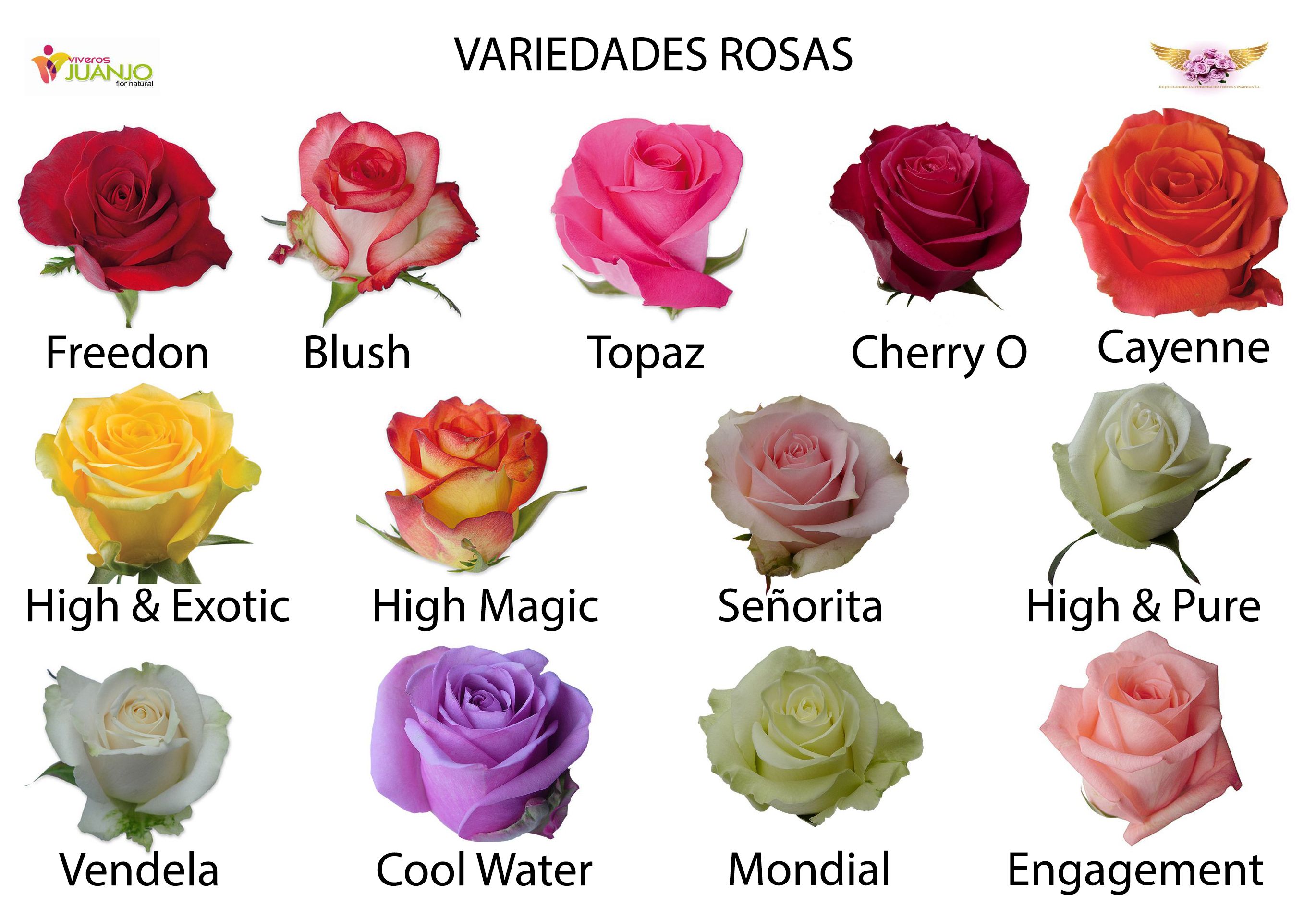 Detail Rosas Images Nomer 20