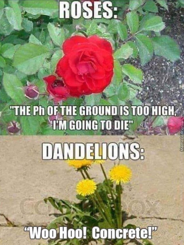 Rose And Dandelion Meme - KibrisPDR