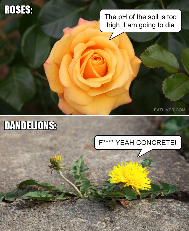Detail Rose And Dandelion Meme Nomer 2