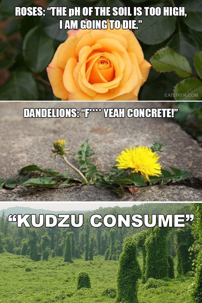Detail Rose And Dandelion Meme Nomer 13