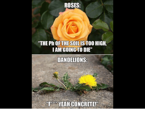 Detail Rose And Dandelion Meme Nomer 15