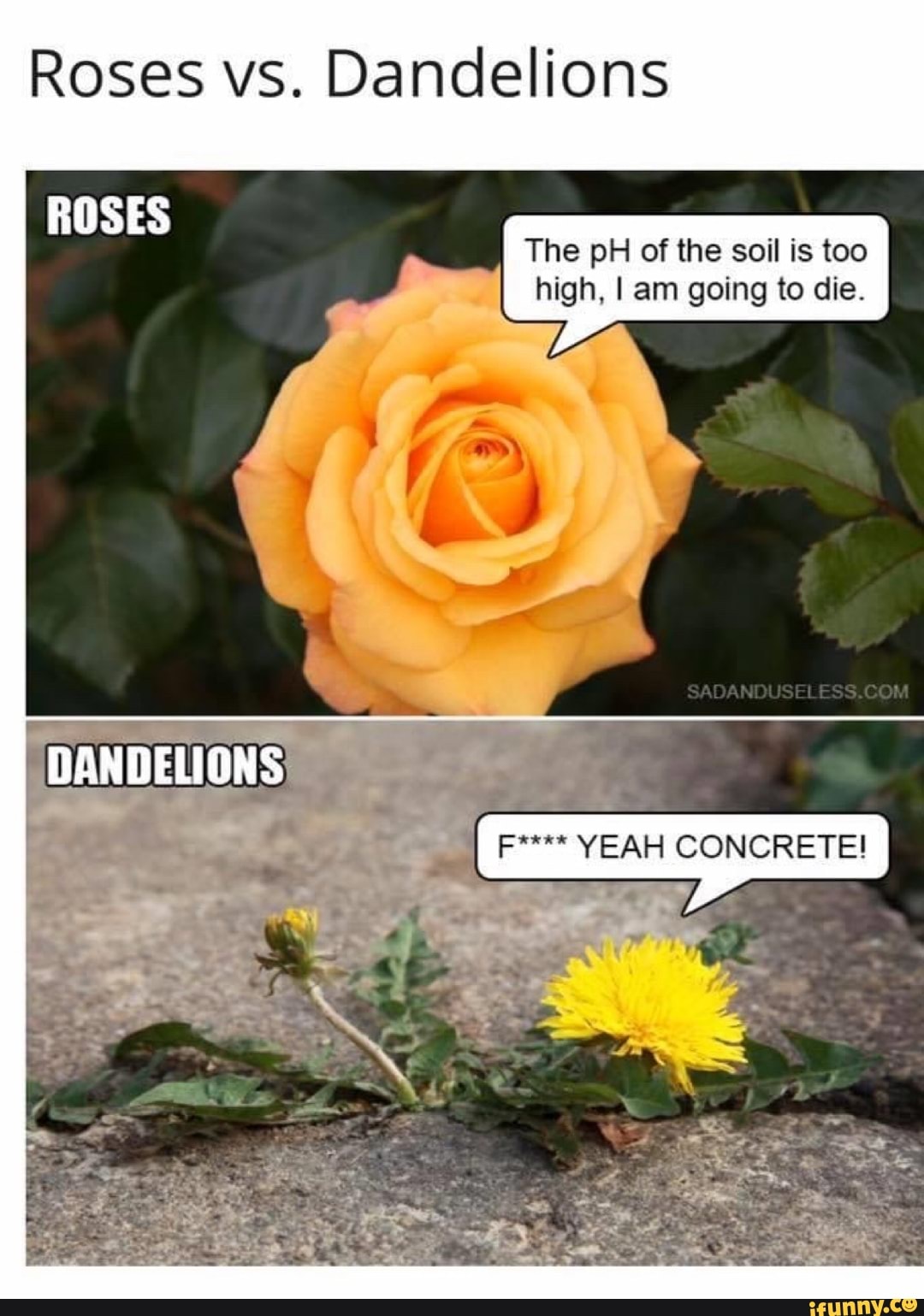 Detail Rose And Dandelion Meme Nomer 3