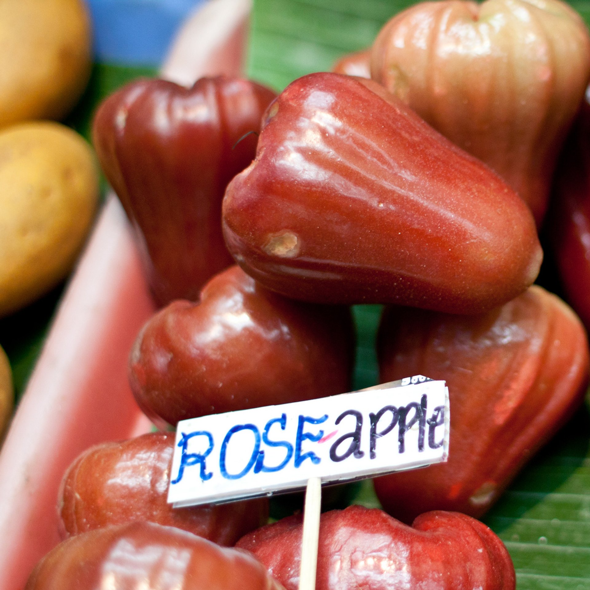 Detail Rose Apple Thailand Nomer 19