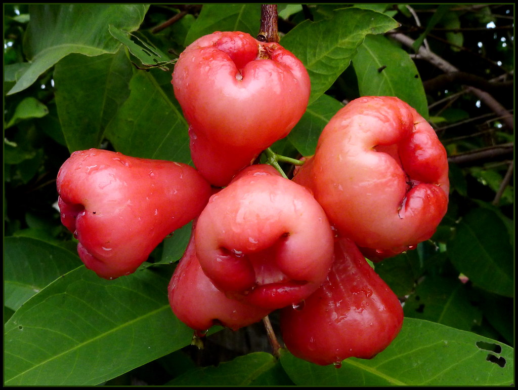 Detail Rose Apple Thailand Nomer 22