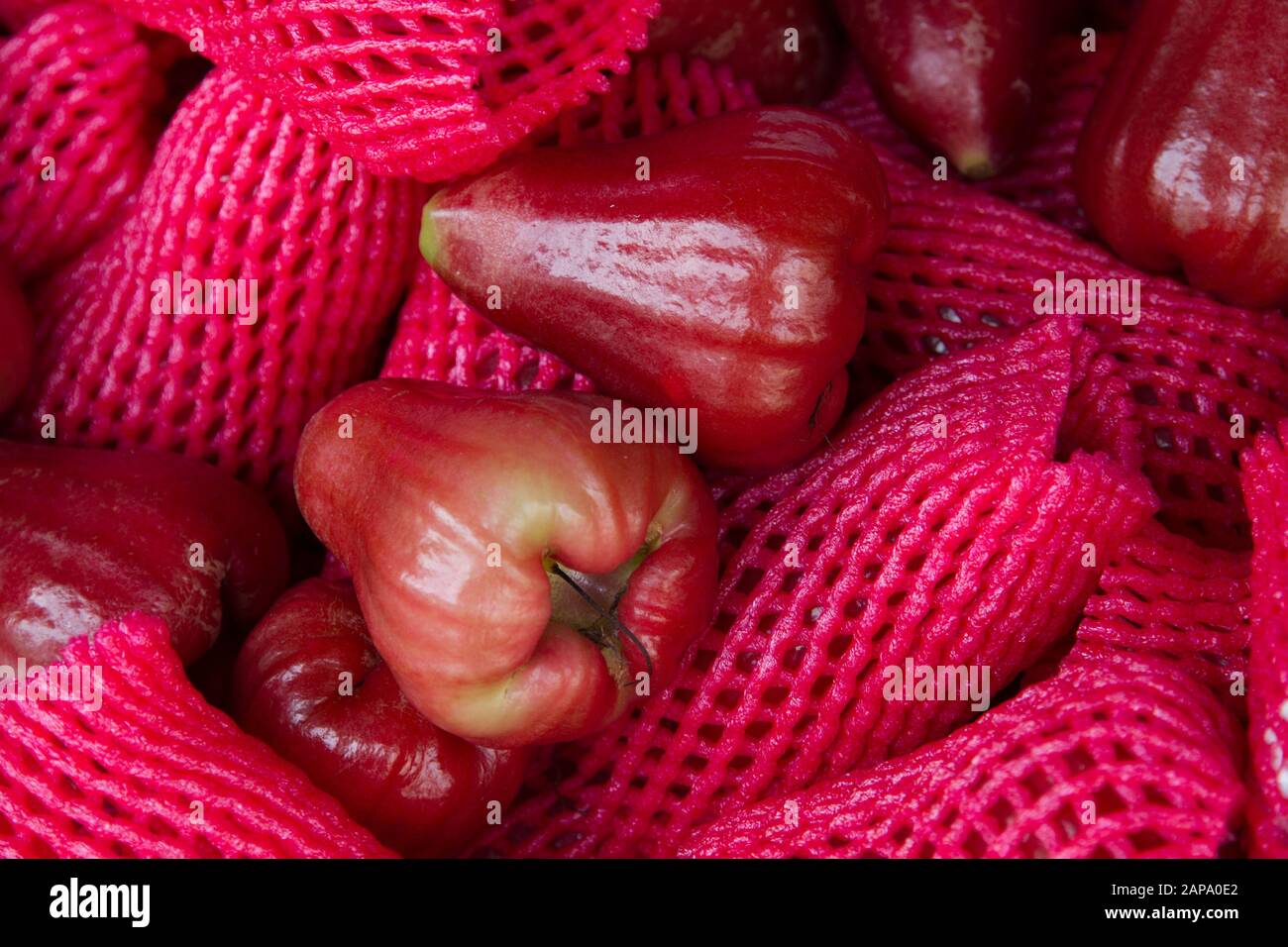 Detail Rose Apple Thailand Nomer 49