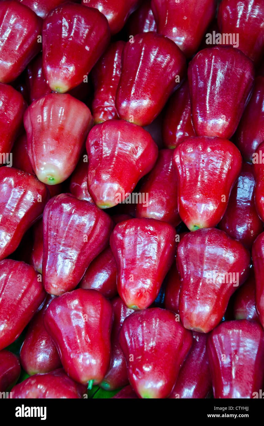 Detail Rose Apple Thailand Nomer 6