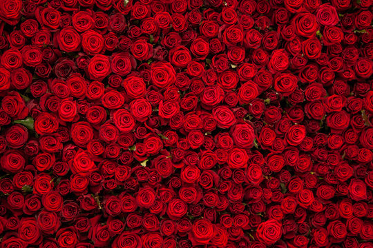 Rose Background - KibrisPDR
