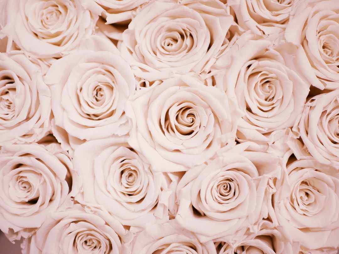 Detail Rose Background Nomer 5