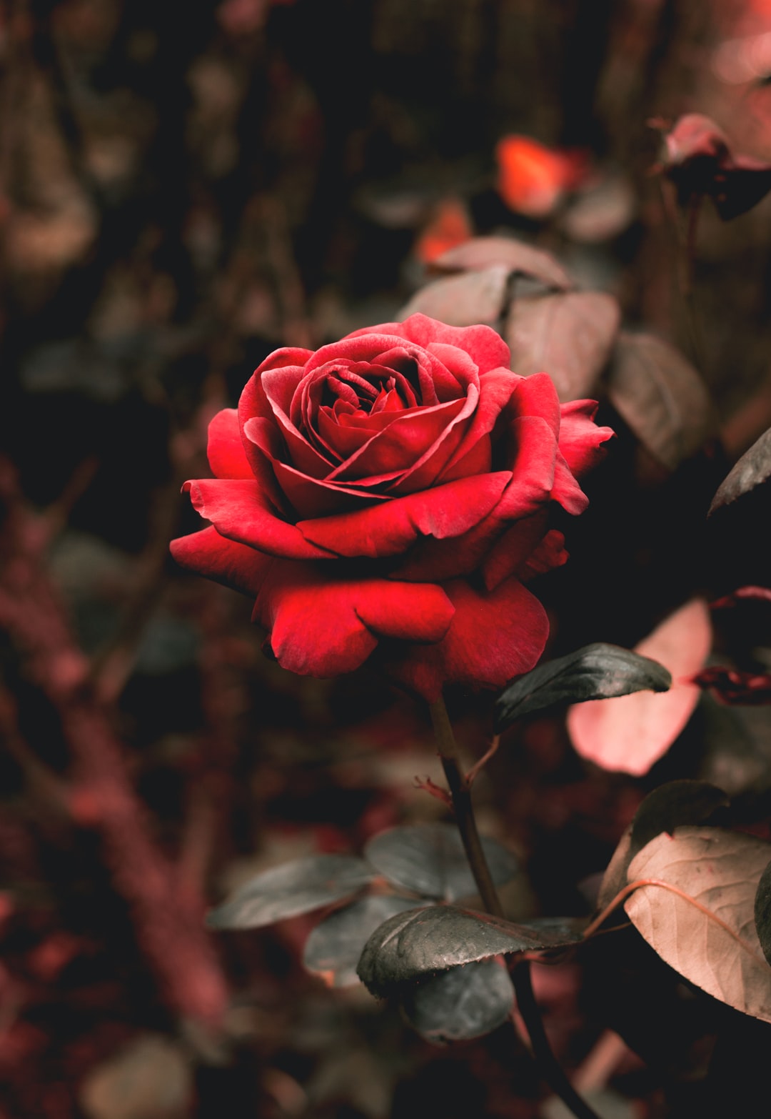 Detail Rose Background Hd Nomer 2