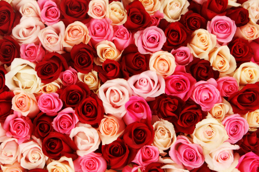 Detail Rose Background Hd Nomer 19