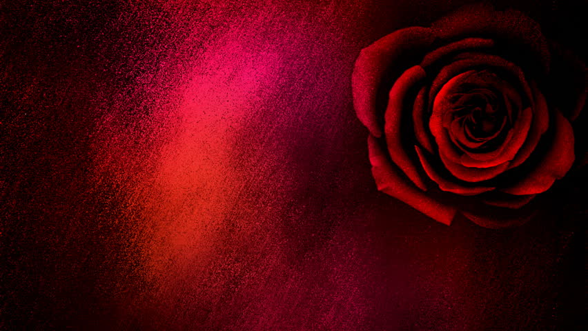 Detail Rose Background Hd Nomer 24