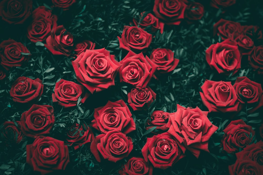 Detail Rose Background Hd Nomer 5