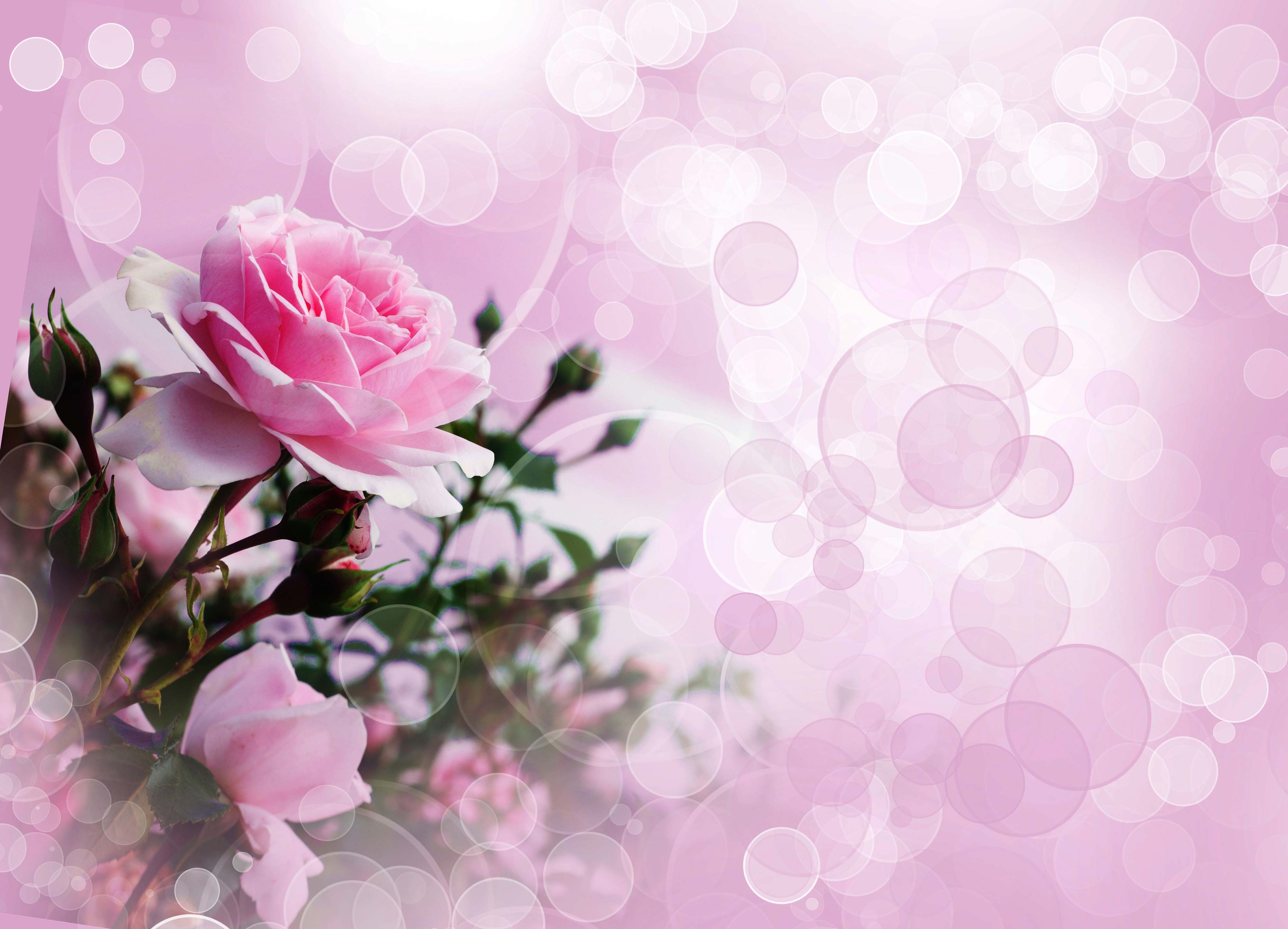 Detail Rose Background Hd Nomer 50