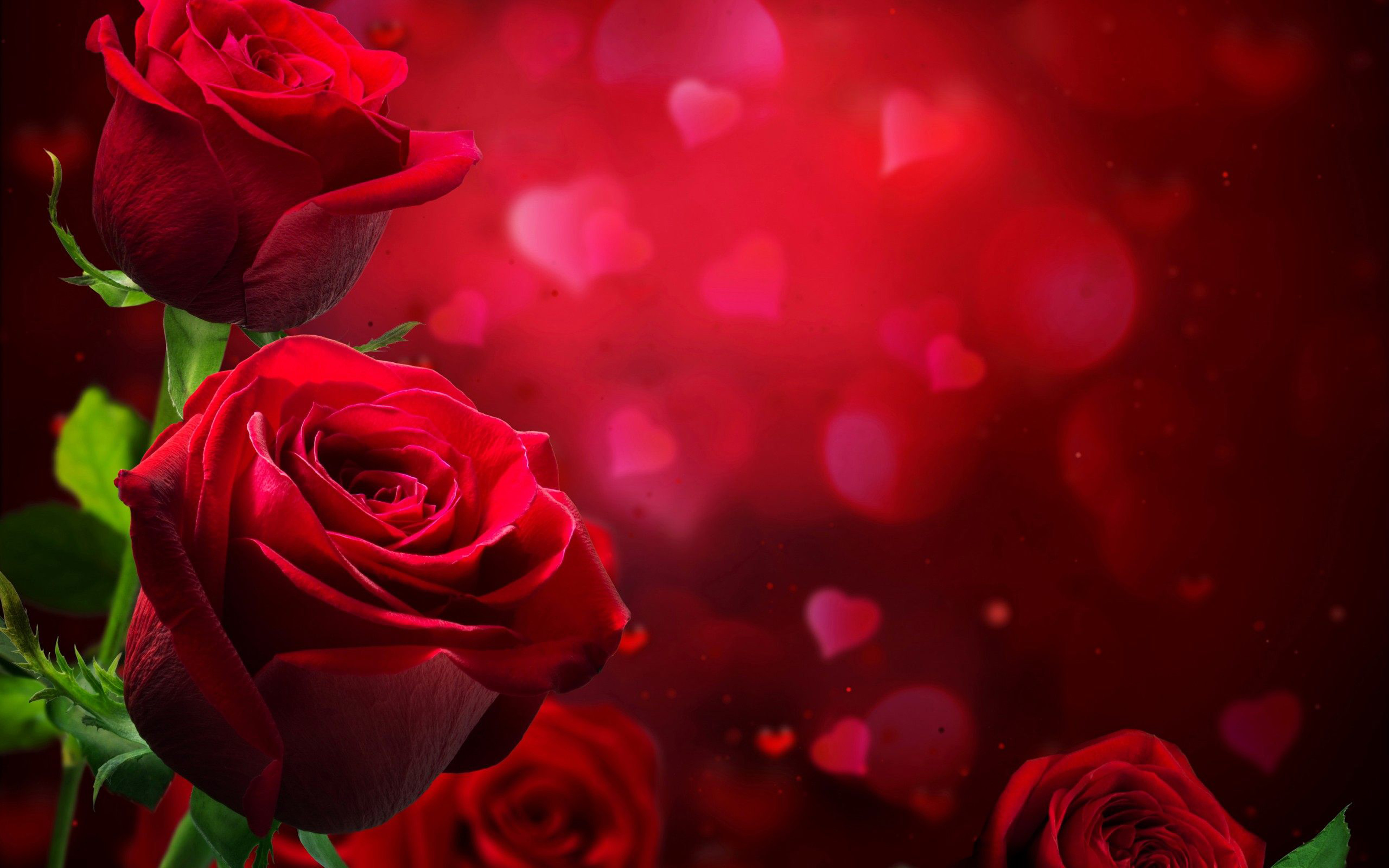 Detail Rose Background Hd Nomer 9