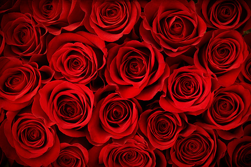 Rose Background Image - KibrisPDR