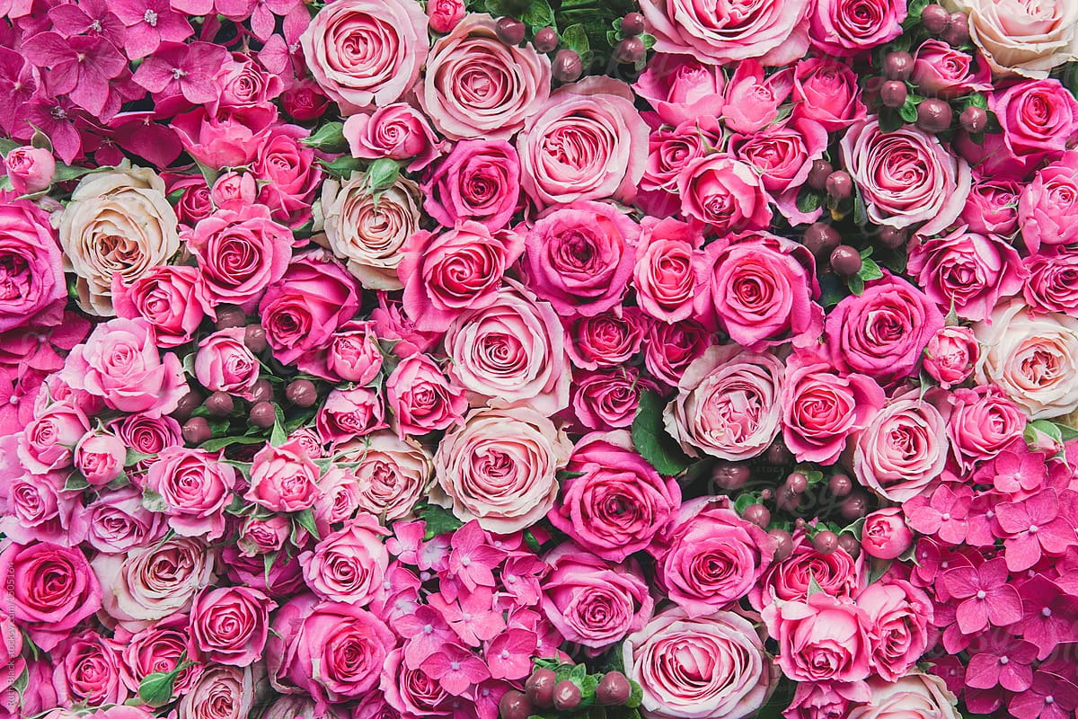 Detail Rose Background Image Nomer 3