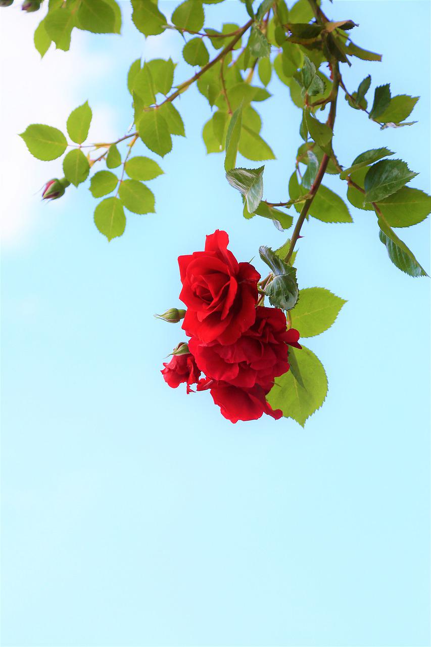 Detail Rose Background Image Nomer 4