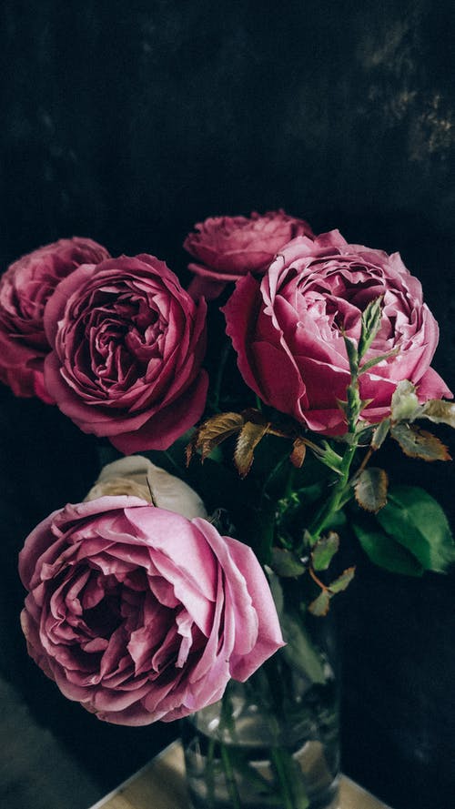 Detail Rose Background Image Nomer 39