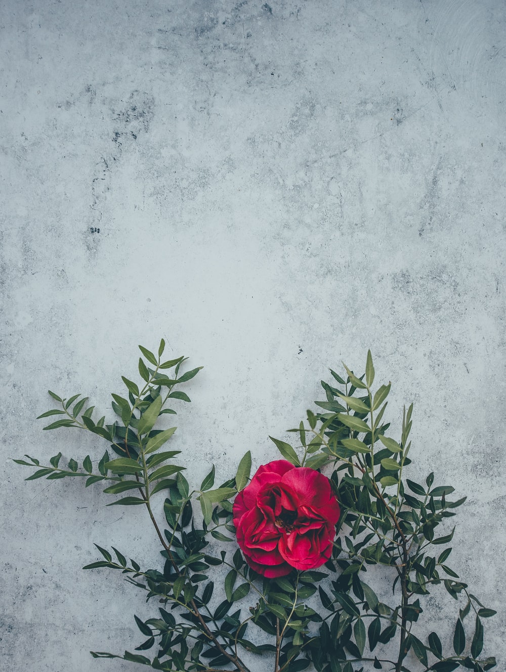 Detail Rose Background Image Nomer 6