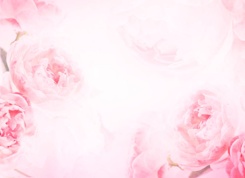 Detail Rose Background Image Nomer 10