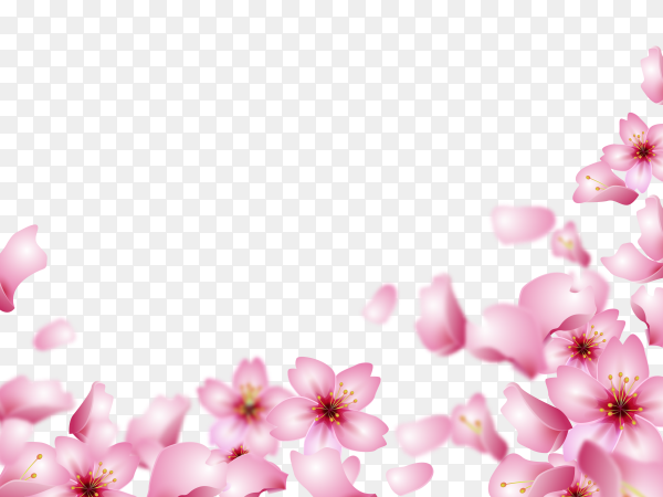 Detail Rose Background Png Nomer 25