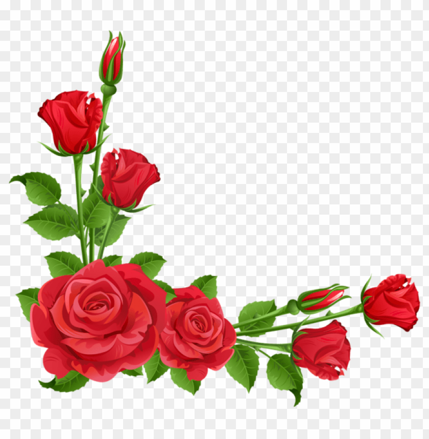 Detail Rose Background Png Nomer 6