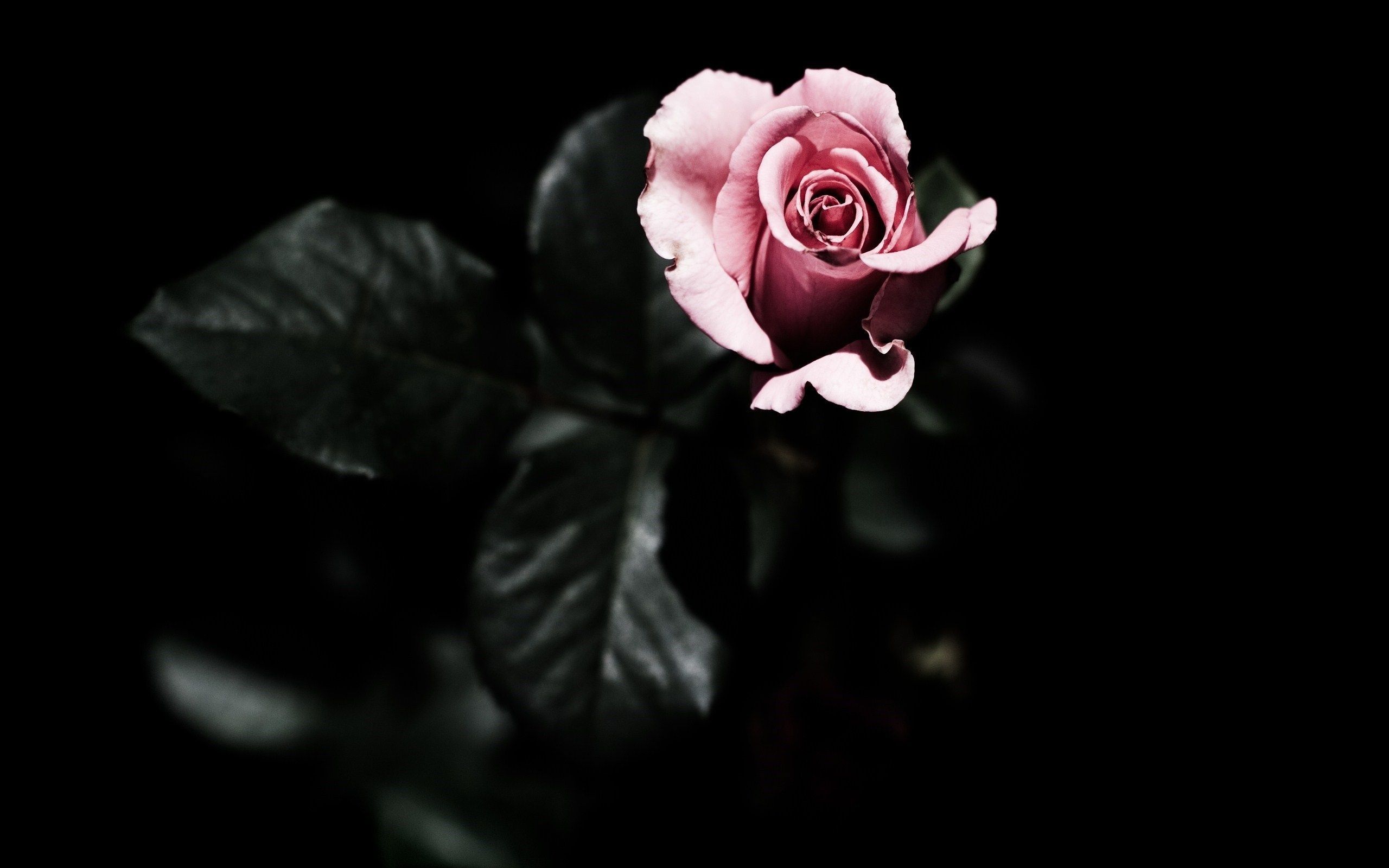 Detail Rose Black Background Nomer 39