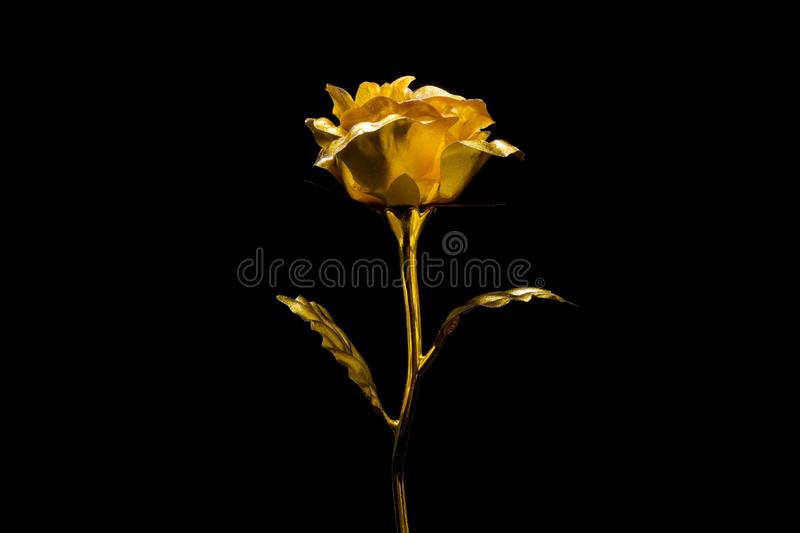 Detail Rose Black Background Nomer 46