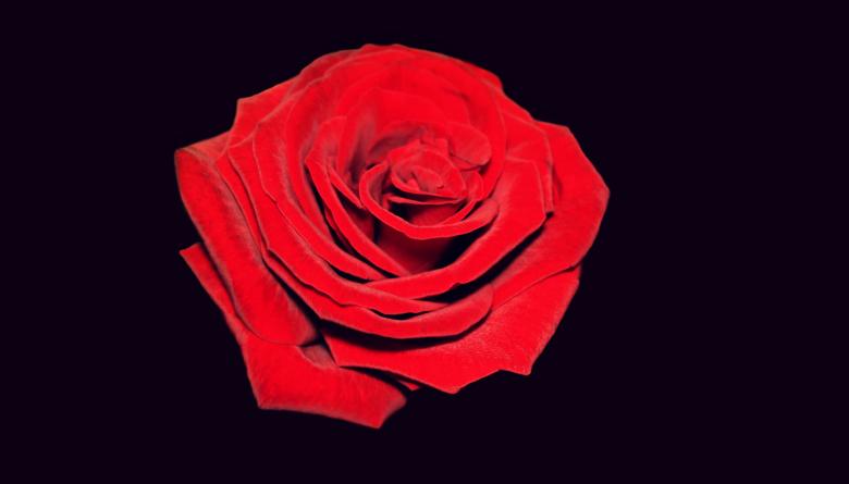 Detail Rose Black Background Nomer 50