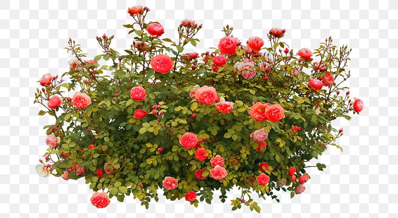 Detail Rose Bushes Clipart Nomer 11