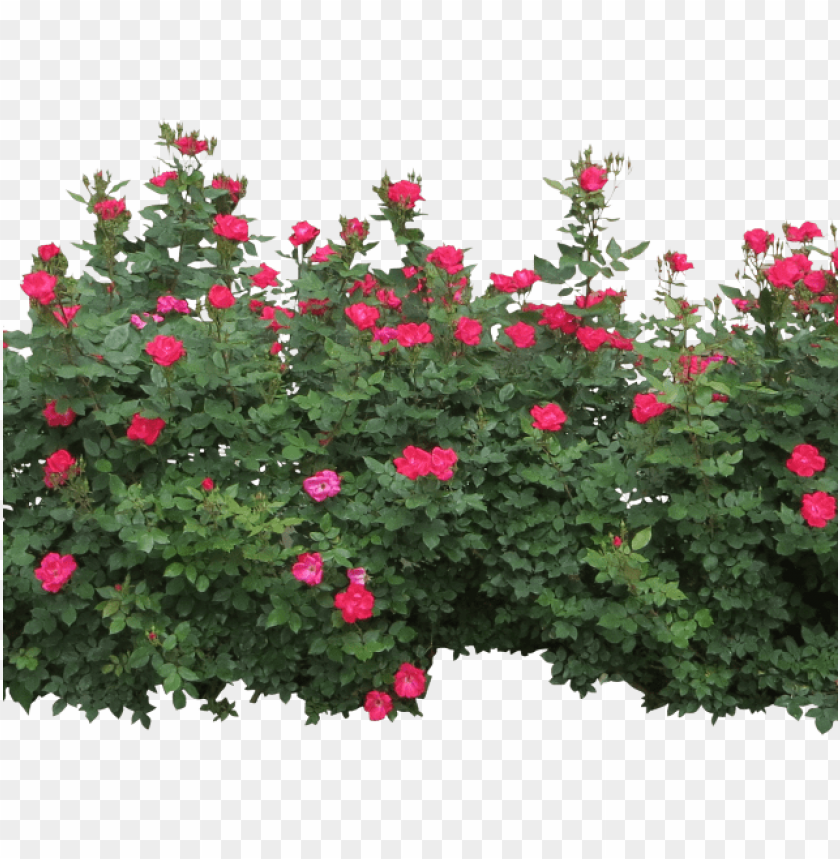 Detail Rose Bushes Clipart Nomer 15