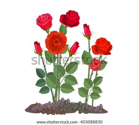 Detail Rose Bushes Clipart Nomer 29