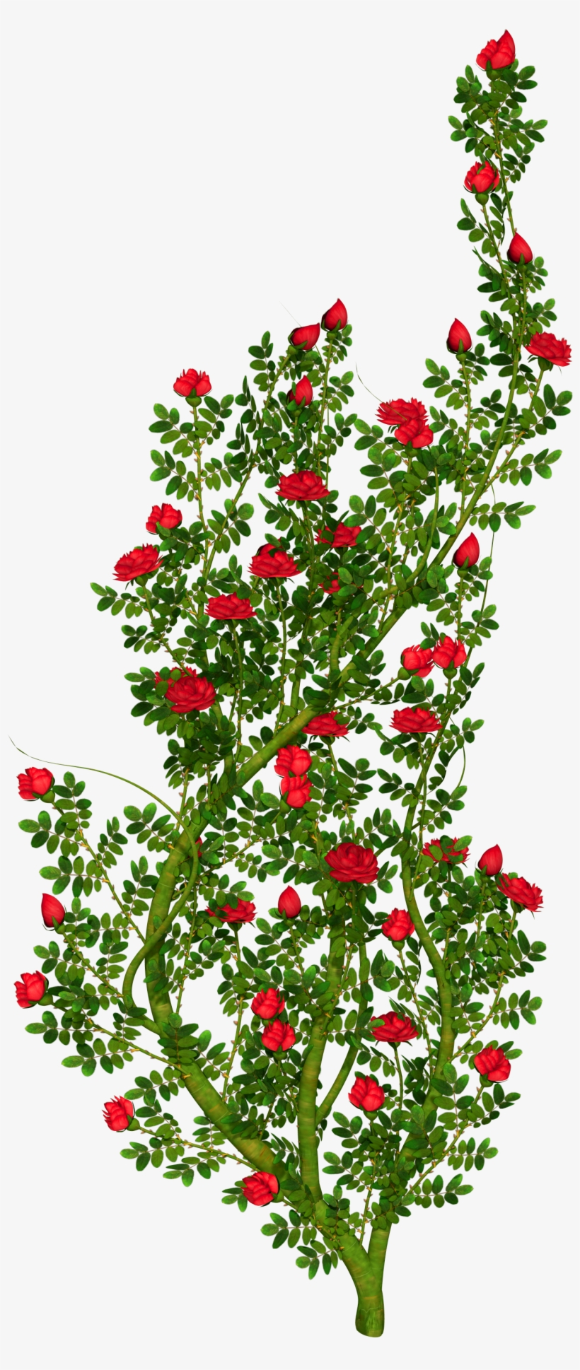 Detail Rose Bushes Clipart Nomer 34