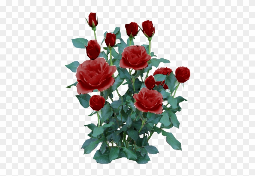 Detail Rose Bushes Clipart Nomer 37