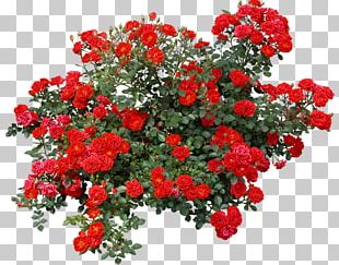 Detail Rose Bushes Clipart Nomer 38