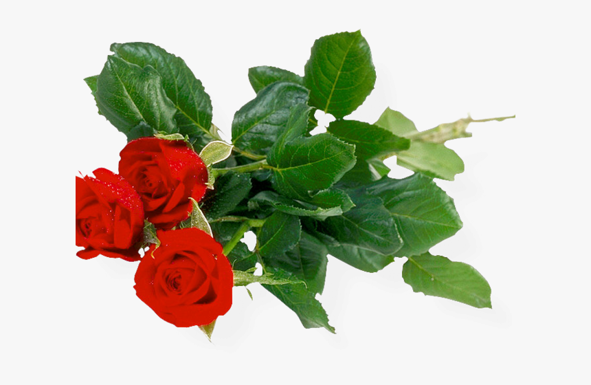 Detail Rose Bushes Clipart Nomer 39