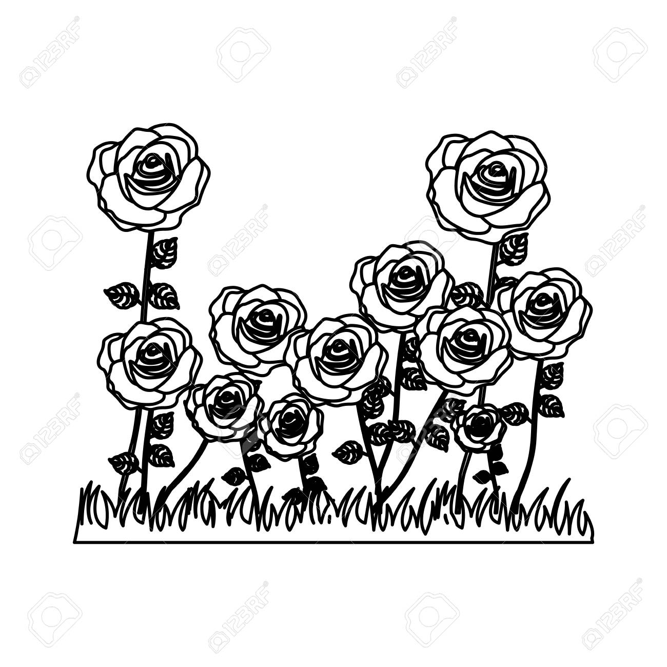 Detail Rose Bushes Clipart Nomer 40