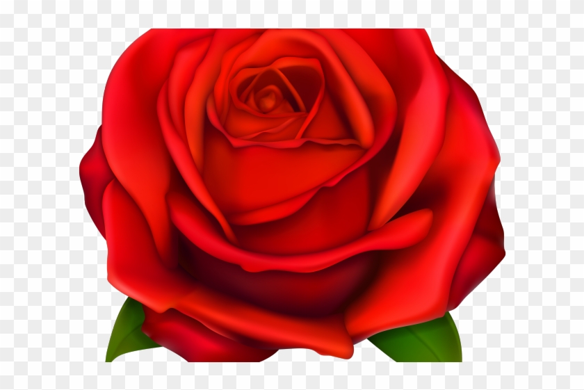 Detail Rose Bushes Clipart Nomer 42