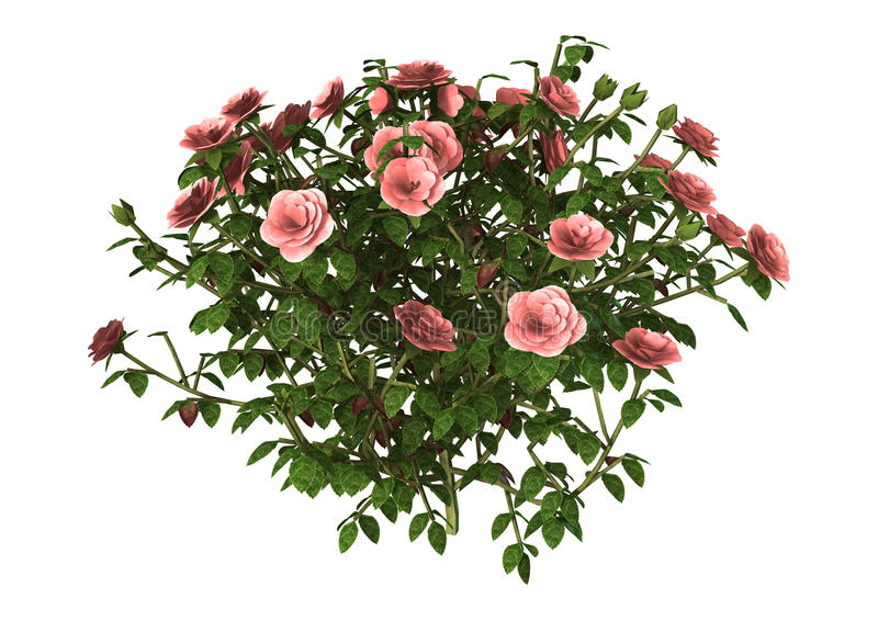 Detail Rose Bushes Clipart Nomer 46