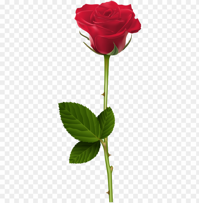 Rose Clear Background - KibrisPDR